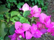 Bougainvillea Lavender  (1 FT Tall) with FREE garden soil, plastic pot and marble chip pebbles