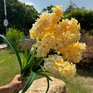 Live Ixora Plant for Outdoor Landscape & Garden Decoration
