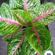 aglonema big papa dewasa aglonema mutasi harga murah promo gratis ongkir packingan dijamin aman ke