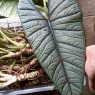 bonggol alocasia bisma silver