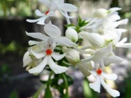 台灣原生蘭Calanthe triplicata(烏來) 白鶴蘭 (罕見~唇瓣花粉特橘)特殊產區
