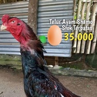 Ayam Shamo Ori Telur Tetas Fertil