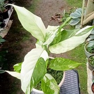 aglonema simplex variegata - 01 - ac 