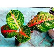 ♞,♘Aglaonema Boxer  Live Plants established