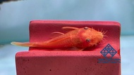 Pleco L144 Super Red/Live Fish/Short Fin/Pleco/Freshwater德国红胡子异型/活鱼/异型鱼(Sin Quan Aquaculture Enterprise)