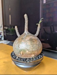 象牙宮 精品 圓肥  H cup（多肉 塊根 塊莖 植物）