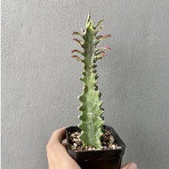 Succulent - Unknown Euphorbia