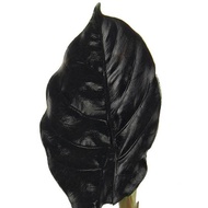 Alocasia azlanii in ceramic pot