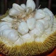 1 Anak Pokok Tarap / Terap / Marang