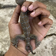 Tokek langka ekor cabang 3 asli