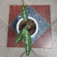 Diskon Tanaman Hias Aglaonema Pictum Tricolor Aglonema Army