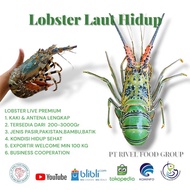 PTC LOBSTER LAUT HIDUP 1Kg (Isi 5-6 Ekor) Medium Lobster BERKUALITAS