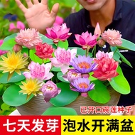 Open Lotus Seed Lotus Seed Water Lily Seed Four Seasons Hydroponic Plant Water Lily Lotus Non-Bowl L