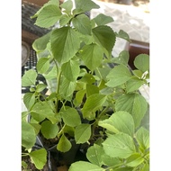 POKOK KUCING GALAK / GALAK KUCING/ CAT BOOSTER / VITAMIN KUCING