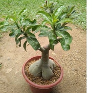 Addenium (10inch pot,~1.5ft to 2ft height), plant flowers' colour come in random, no choosing.