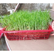 Pea shoot seed/ sprout (high germination 99%)