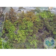 Paket Tanaman Aquascape ( Stemplant, Moss, Karpet ) yalkbe 9976mp