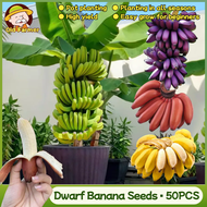 100% Original Mixed Dwarf Banana Seeds for Planting Fruit Plants (Fresh Seeds - 50pcs) Legit Bonsai 