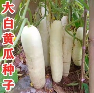 Vegetable seeds fruit cucumber fragrance refreshing taste sweet juice can retain the old varieties of white cucumber seeds