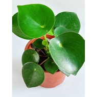 MC - PEPEROMIA POLYBOTRYA / RAINDROP | Live Plant