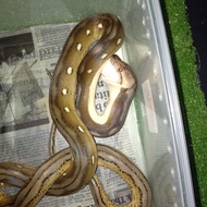 PROMO TERBATAS!!! retic tiger motley sold!! PACKING AMAN