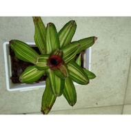 bromeliad neoregelia Mosquito