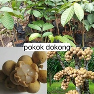 pokok dokong manis buah besar+freegif🎁✅