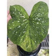 Caladium Thai Hybrid Variegated with baby/ Keladi Thai Varigata dengan anak pokok/ Aroid/ Live plant/ Rare plant