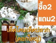 เชื้อเห็ดโคน เห็ดปลวกดอกใหญ่ ซื้อ 2 แถม 2 ขวด