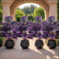 4pcs Extra-Large Outdoor Simulated Purple Combination Set, 48 Four-Season Purple Leaves - Home, Cour