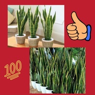 Isi 10 Tanaman Lidah Mertua Hidup, Tanaman Lidah Mertua Jumbo, Tanaman Lidah Mertua Jumbo Super