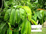 GardenMart4U Garcinia Atroviridis Fruit Tree Anak Pokok Buah Asam Gelugor 酸果皮