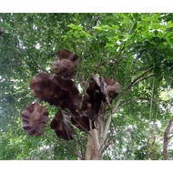 NARRA TREE SEEDS (25 seeds)