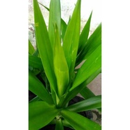 Suji leaves natural food coloring