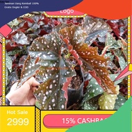 MERAH CHEAPEST Ornamental Plants Begonia Red Pink/Begonia Martin Mystery/Begonia Hanging PROMO