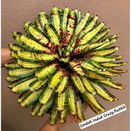 Neo Crazy rabbit / Neo wild rabbit / Gha Garden House