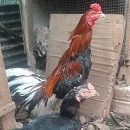 Ayak Ayam Bangkok Klasik X Pakhoy X Pama Terbaru