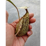 nepenthes rafflesiana