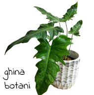 Tanaman Hias Philodendron Golden Dragon / Philo dragon / Pilo dragon / Philo Murah