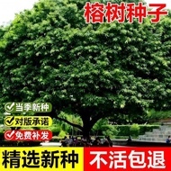That Year New Banyan Tree Seeds Big Leaf Banyan Tree Small Leaf Banyan Tree Outdoor Landscape Greeni