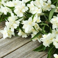 【天然純精油】茉莉花香油 (擴香用) | 安撫 輕鬆 | 香港蒸餾所