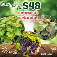 ต้นพันธุ์องุ่น “S48” องุ่นไร้เมล็ด เสียบยอด แตกตาแล้วพร้อมปลูก