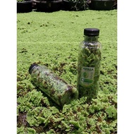 Fresh Quality Azolla Seeds – Duck, Chicken, and Fish Food | Azolla Easy Cultivation Pond