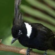 Burung cililin hitam jawa