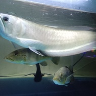 ikan hias arwana silver brazil
