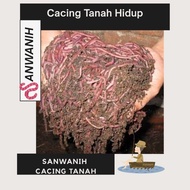 Best Cacing Tanah Hidup 1000 Gram