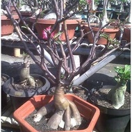 BIBIT BENIH SEED BLACK SOMALENSE ADENIUM ARABICUM CANTIK UNIK