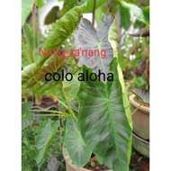 baby colocasia aloha tambah colocasia black bueaty tambah colocasia teh cup n free gift...