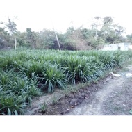 benih napier pandan/dwarf/Australia