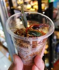 Begonia julau 秋海棠